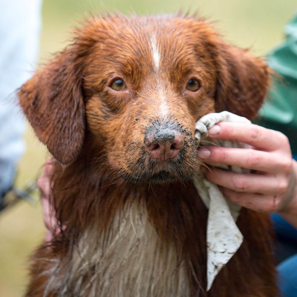 Dog Wipes for Clean Paws and Fresh Coats